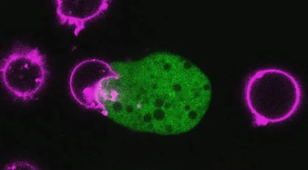 这种每年感染5000万人的寄生虫：科学已经知道它对人体做了什么